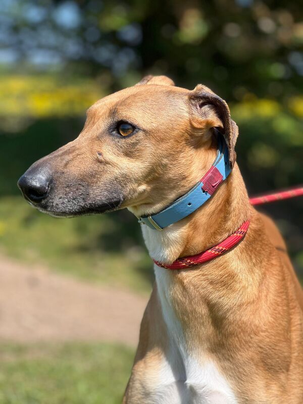 Mark - lurcher - for foster or adoption