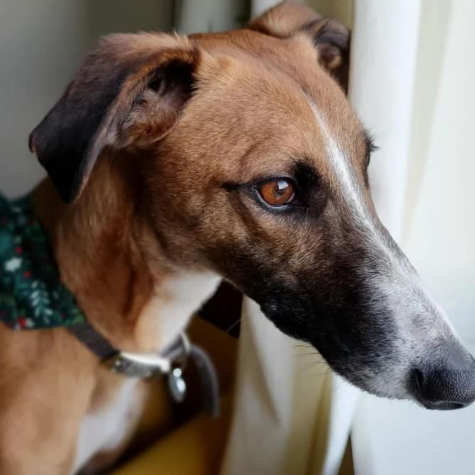 Peader - lurcher available for foster or adoption